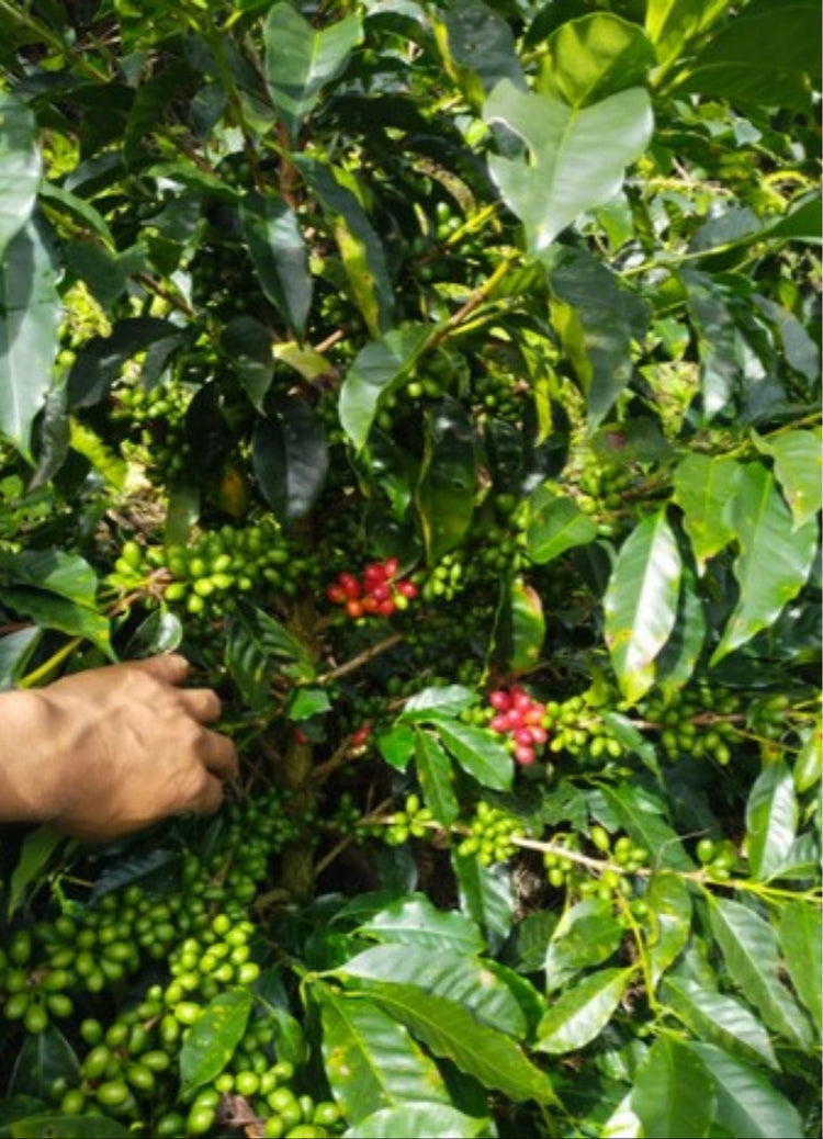 Edimar Ortega (Copa de Oro)