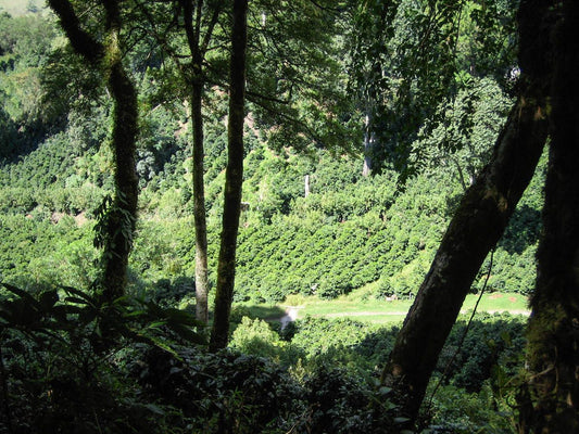 Bambito Estate