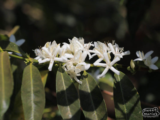 Hambela Buliye