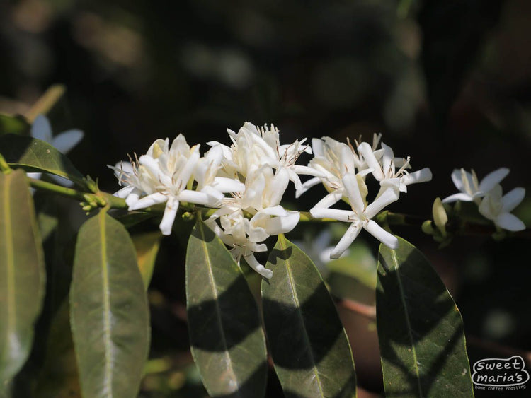Hambela Buliye