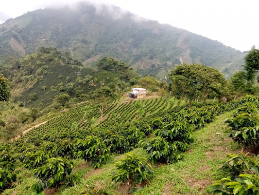 La Victoria